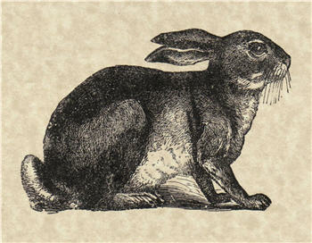 Monahan Papers-#SPS441 Bunny