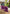 18" FRESH TOUCH RUFFLED PURPLE PARROT TULIP BUNDLE (3 FLOWERS & 2 BUDS TO A BUNDLE)