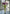 18" FRESH TOUCH RUFFLED PURPLE PARROT TULIP BUNDLE (3 FLOWERS & 2 BUDS TO A BUNDLE)