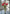 18" FRESH TOUCH RUFFLED ROSE PARROT TULIP BUNDLE (3 FLOWERS & 2 BUDS TO A BUNDLE)