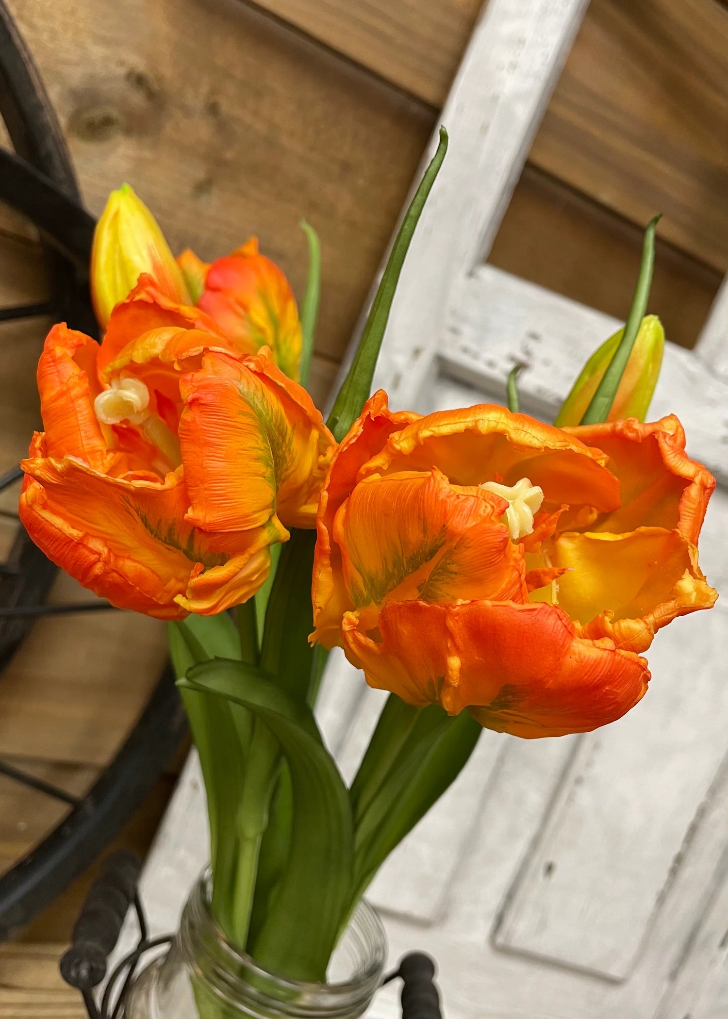 16" FRESH TOUCH WHITE/GREEN TULIPA PARROT TULIP BUNDLE (3 FLOWERS & 2 BUDS TO A BUNDLE)