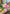 16" FRESH TOUCH PINK/GREENYEL TULIPA PARROT TULIP BUNDLE (3 FLOWERS & 2 BUDS TO A BUNDLE)