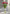 16.5" FRESH TOUCH COTTON CANDY DOUBLE LATE TULIP BUNDLE (3 FLOWERS & 2 BUDS TO A BUNDLE)