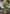 16.5" FRESH TOUCH YELLOW DOUBLE LATE TULIP BUNDLE (3 FLOWERS & 2 BUDS TO A BUNDLE)