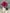 RANUNCULUS IN HOT PINK- 6 STEMS PER BUNDLE--11"