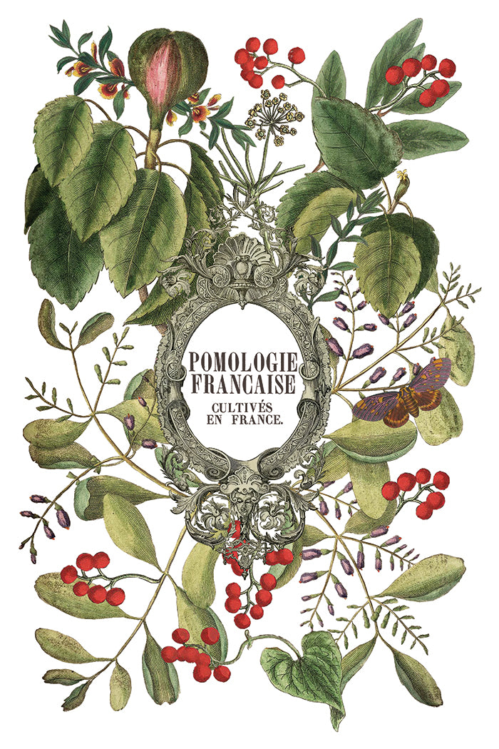 IOD Clementine Transfer (8″x12″) Q3 2025