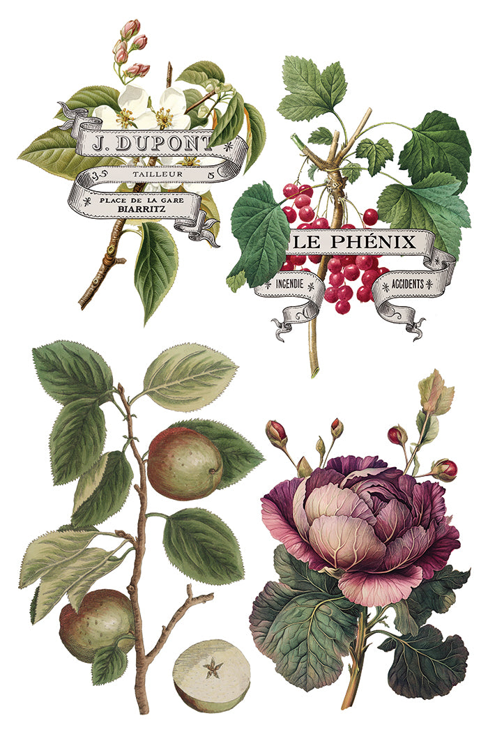 IOD Clementine Transfer (8″x12″) Q3 2025