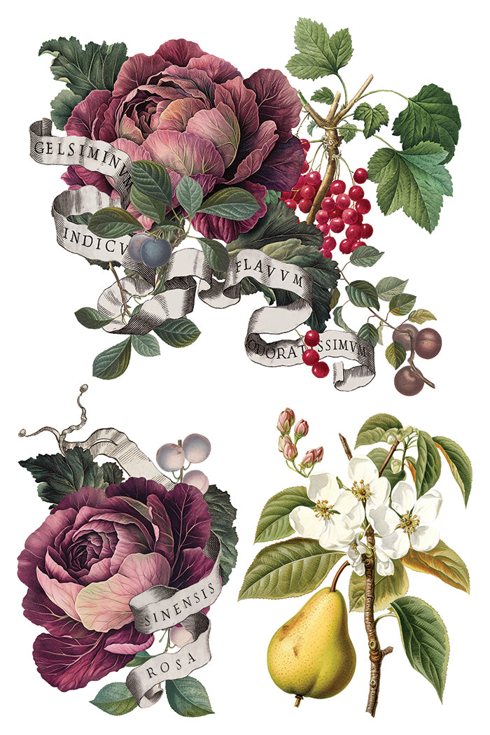 IOD Clementine Transfer (8″x12″) Q3 2025