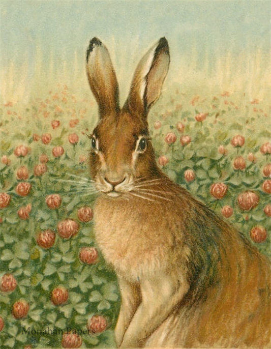 Monahan Papers Rose Hare - E78