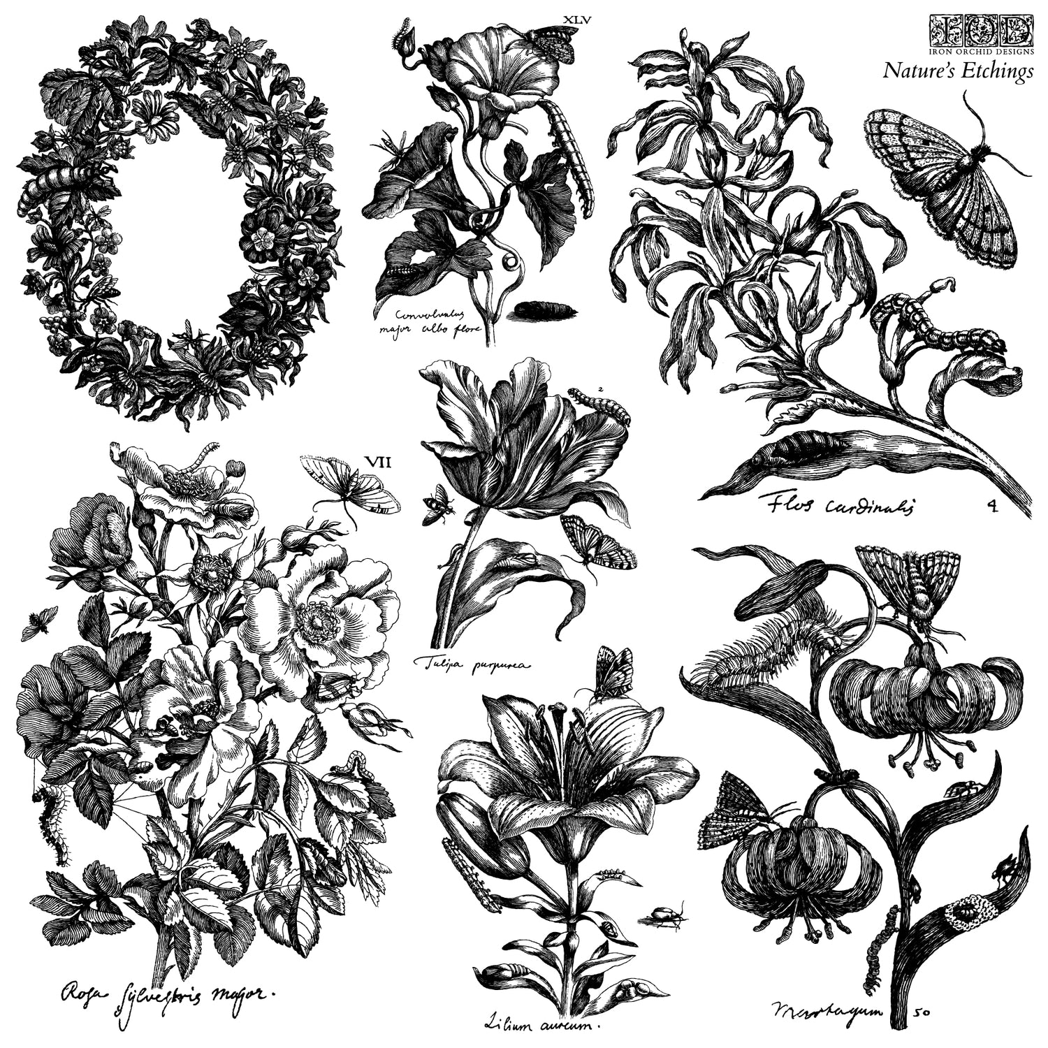 Nature's Etchings (Double Sheet Set 12″x12″) IOD STAMP