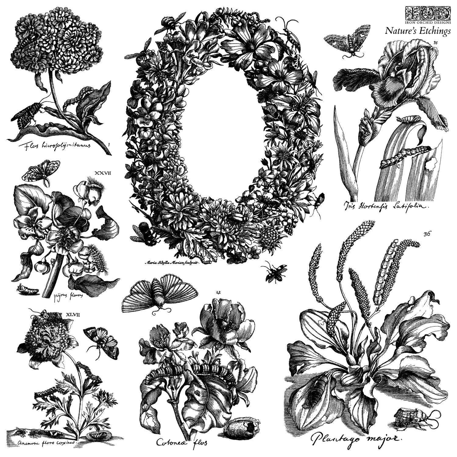 Nature's Etchings (Double Sheet Set 12″x12″) IOD STAMP