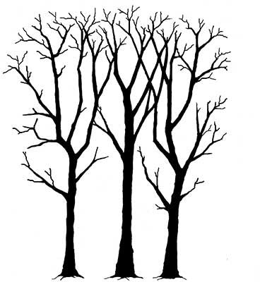 Lavinia Stamps Clear Stamp, Spring Trees