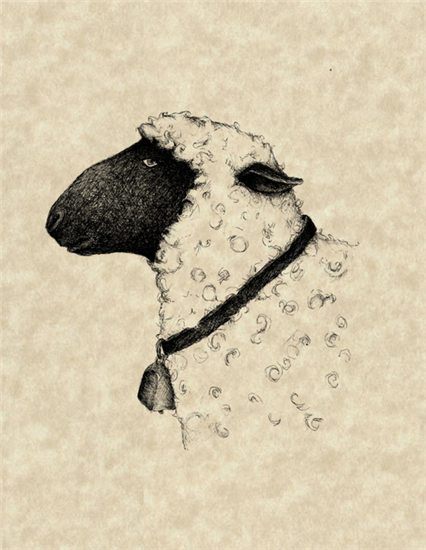 Sheep Head - SPS1297