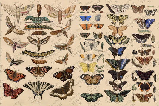 JRV Paper -Scientific Butterfly