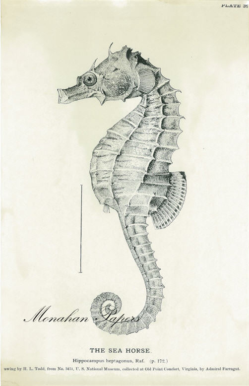 The Sea Horse - SPS445