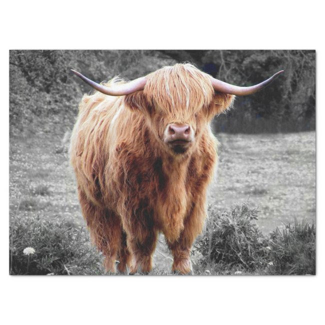 Highland Cow Scotland Rustic 17" x 23"