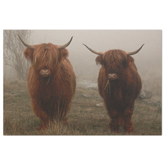 Highland Cattle Fog