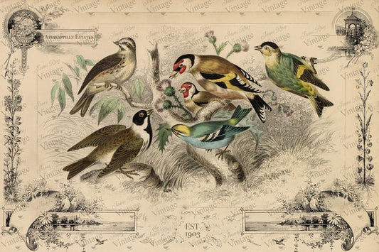 JRV Paper -Cottage Birds