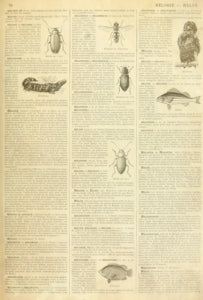 Roycycled - ENTEMOLOGY DICTIONARY